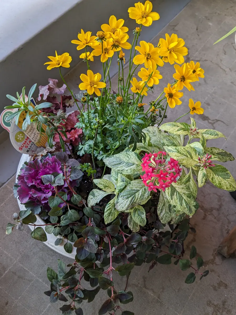 観葉植物 斑入り トウガラシ♡寄植えにも！！ 観葉植物 斑入り