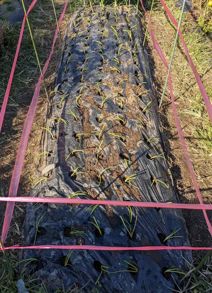 北海道産 無農薬 玉ねぎ苗 晩生品種 100本 E（無農薬・有機栽培