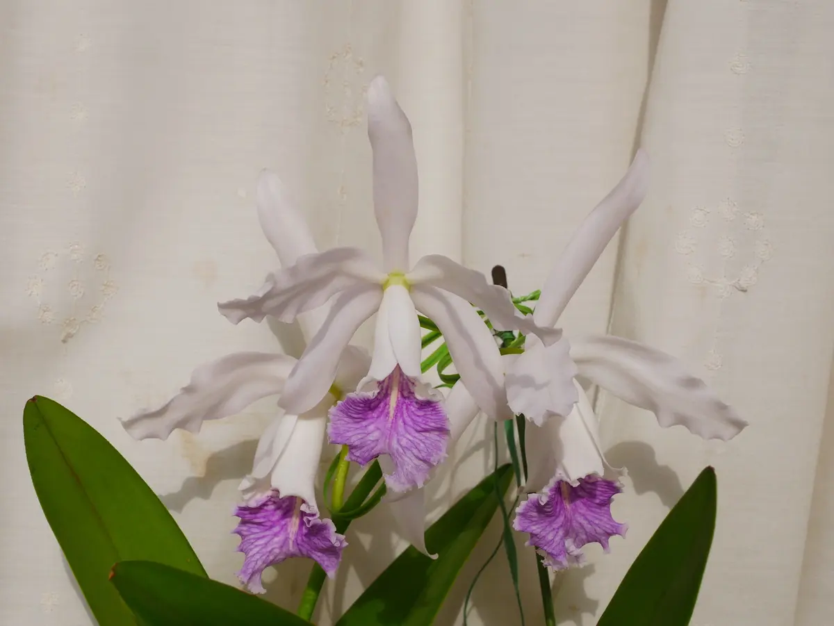 カトレア ドミニアーナ ネオクラシックが開花しました｜園芸日記byうめ