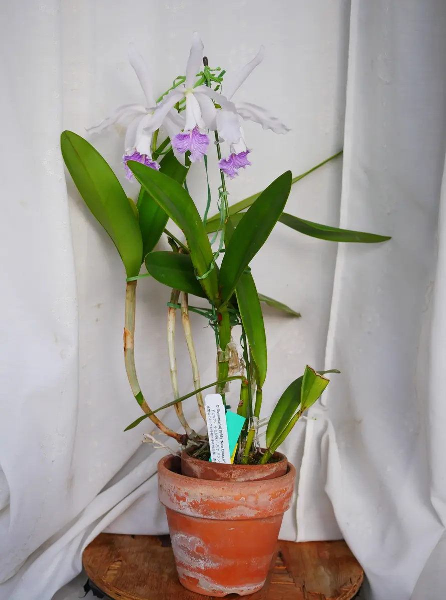 カトレア ドミニアーナ ネオクラシックが開花しました｜園芸日記byうめ