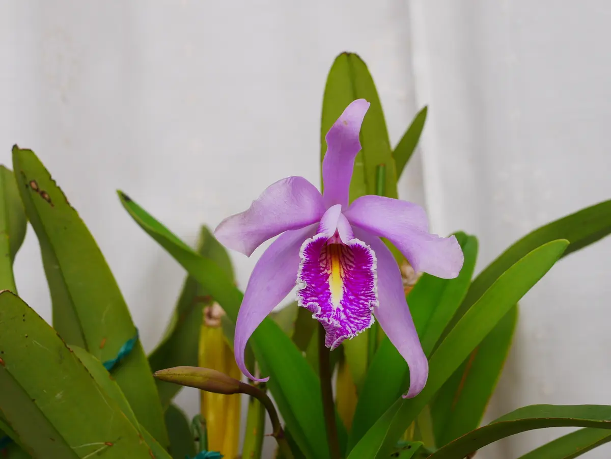 カトレア カトレア ドミニアーナ ネオクラシックが開花しました｜園芸日記byうめ