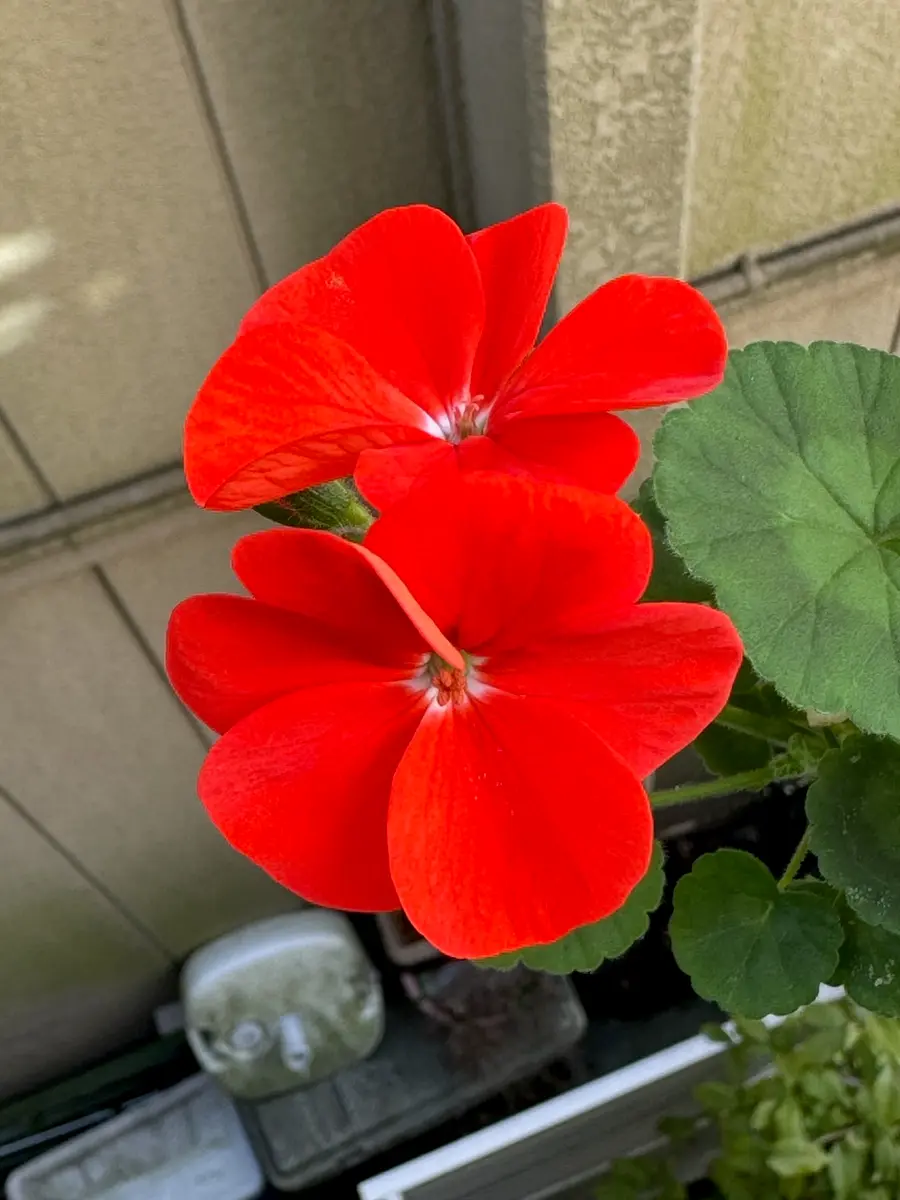 ゼラニウムの花、赤、ピンク、白が咲きそろう｜園芸日記