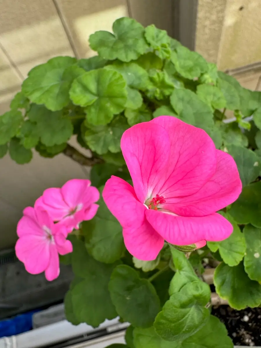 ゼラニウムの花、赤、ピンク、白が咲きそろう｜園芸日記