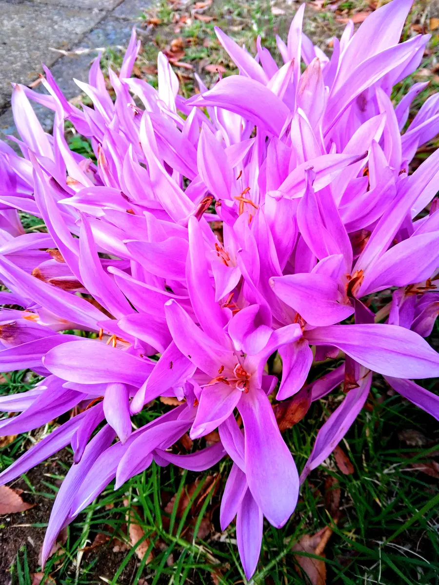 お前の「花」が役に立つのさ🌹✨｜園芸日記by燕のこうちゃん｜みんなの  