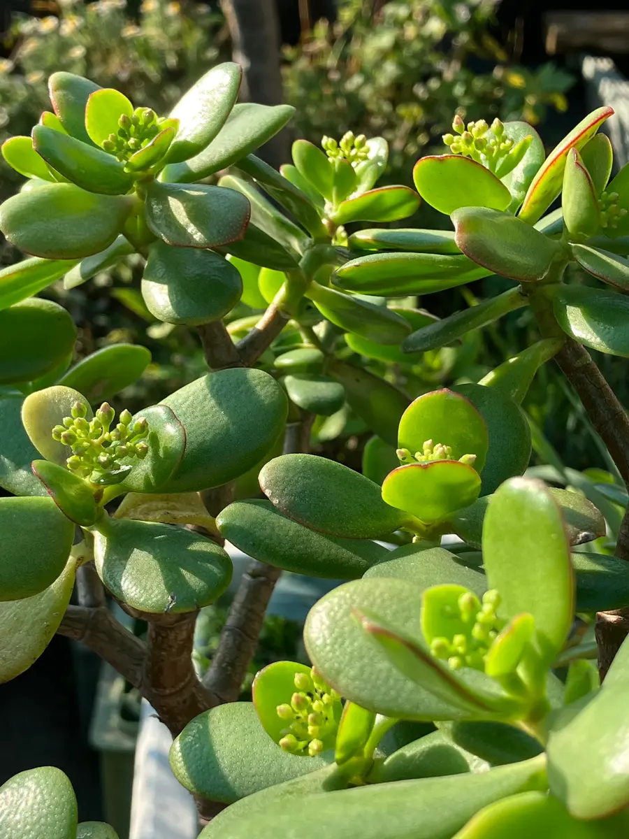 サボテンの花🌵|園芸日記bymilmil|みんなの趣味の園芸|1144040 サボテンの花🌵|園芸日記bymilmil|みんなの趣味の園芸|1144040