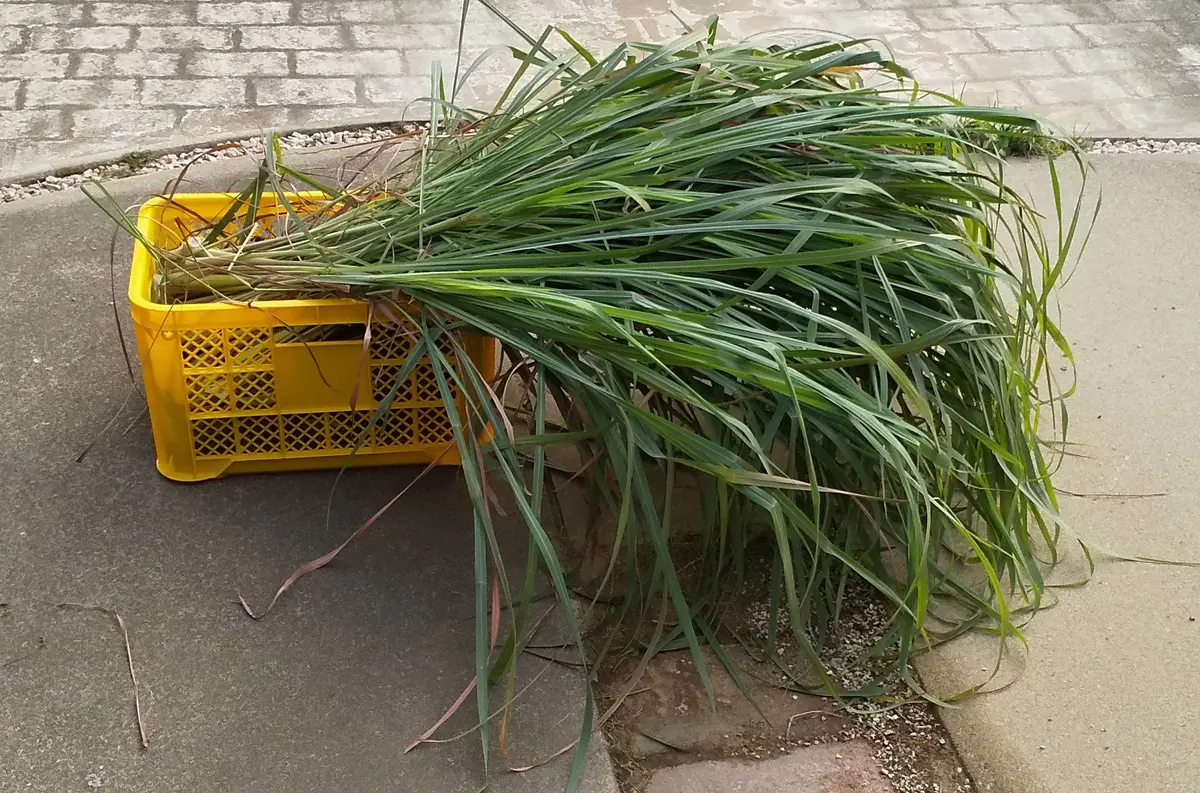 レモングラスとレモン｜園芸日記by庭民｜みんなの趣味の園芸｜1144085
