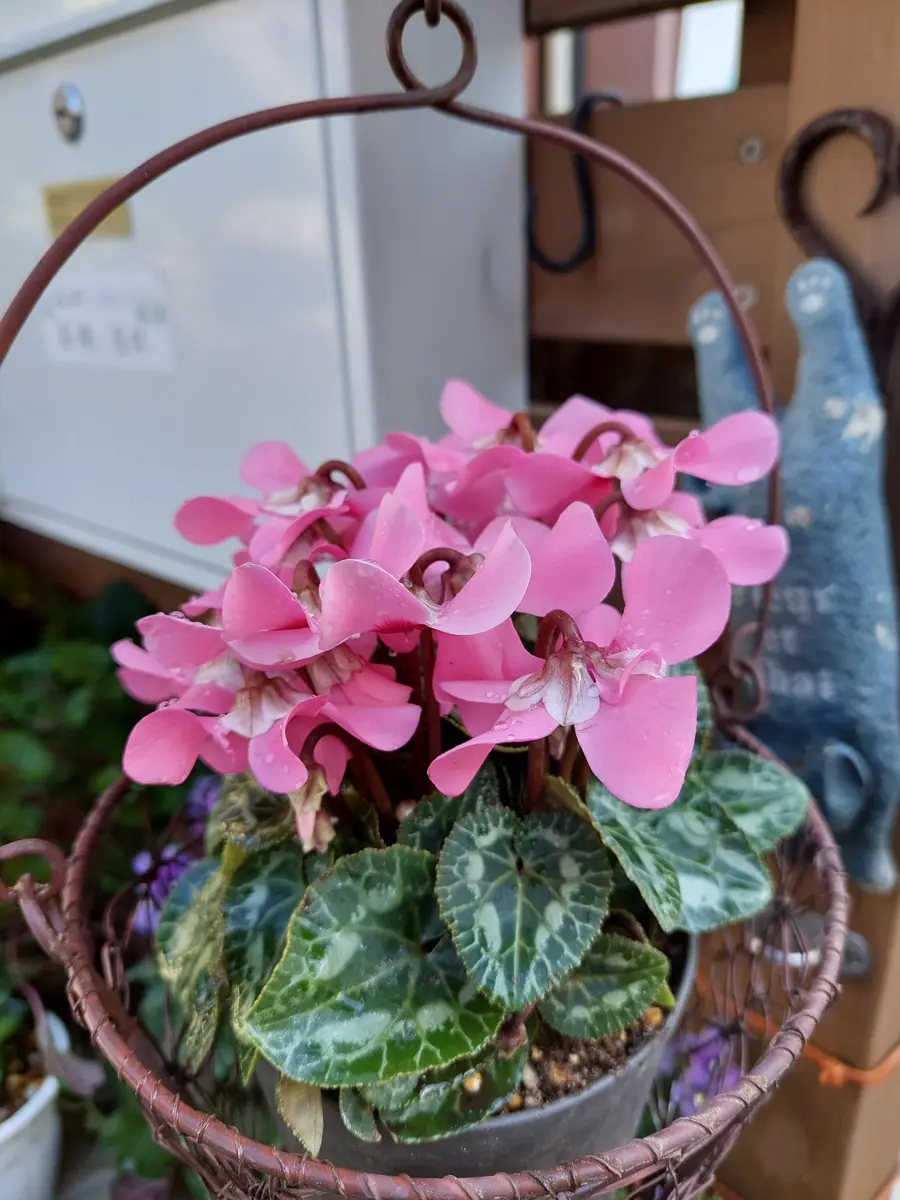 417★Heart羊pink モルタル雑貨　（お任せ植物付き） シクラメンジックスピンクとローブ・ドゥ・アントワネット｜園芸日記by