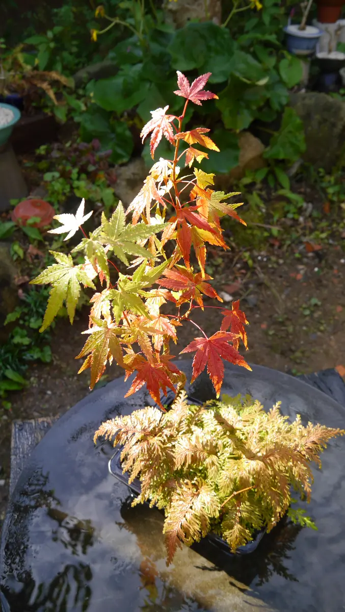 紅葉 (もみじ) 黄金シダ (コガネシダ)観葉植物 紅葉 (もみじ) 黄金シダ (コガネシダ)観葉植物