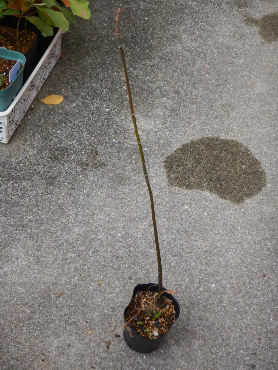 どんぐり ピンオーク 実生苗 D どんぐり ピンオーク 実生苗 D