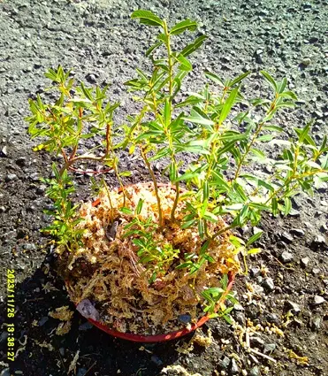 四万十ネコヤナギ』の寄せ植え盆栽づくり｜園芸日記bymeika｜みんなの