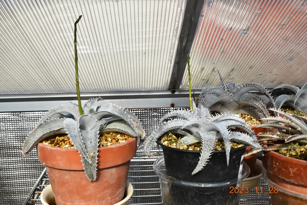 ディッキア Dyckia Code NW-26 Bill Baker ⑴ ディッキア Dyckia Code