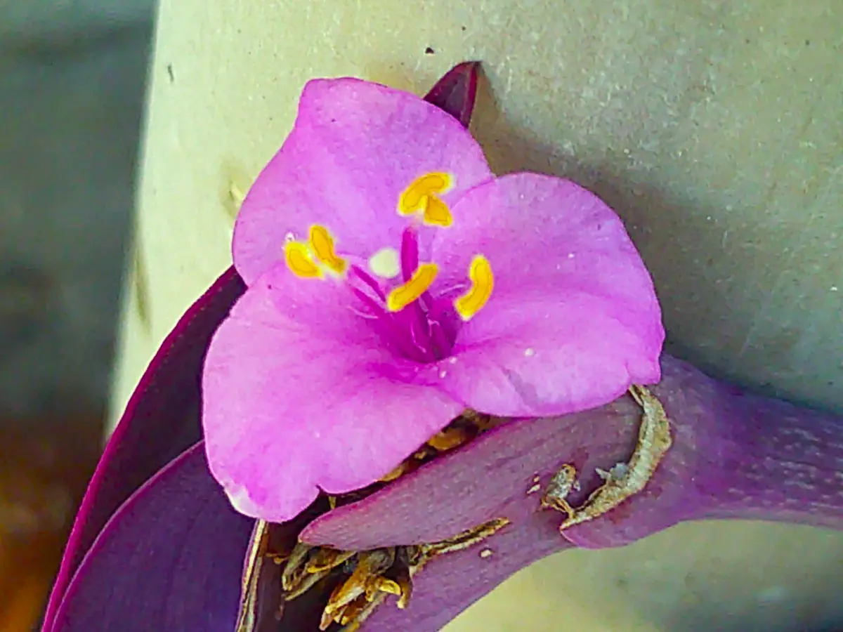 ほとんど無視してきた多肉植物？ 全身紫の次々と長く咲く一日花、いい