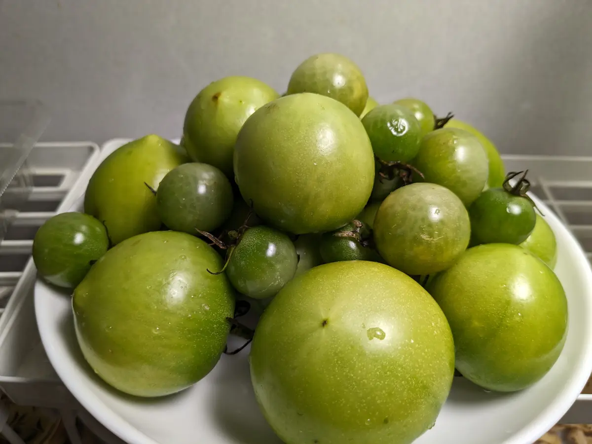 赤くなれない青トマト｜園芸日記byとまトマトん｜みんなの趣味の