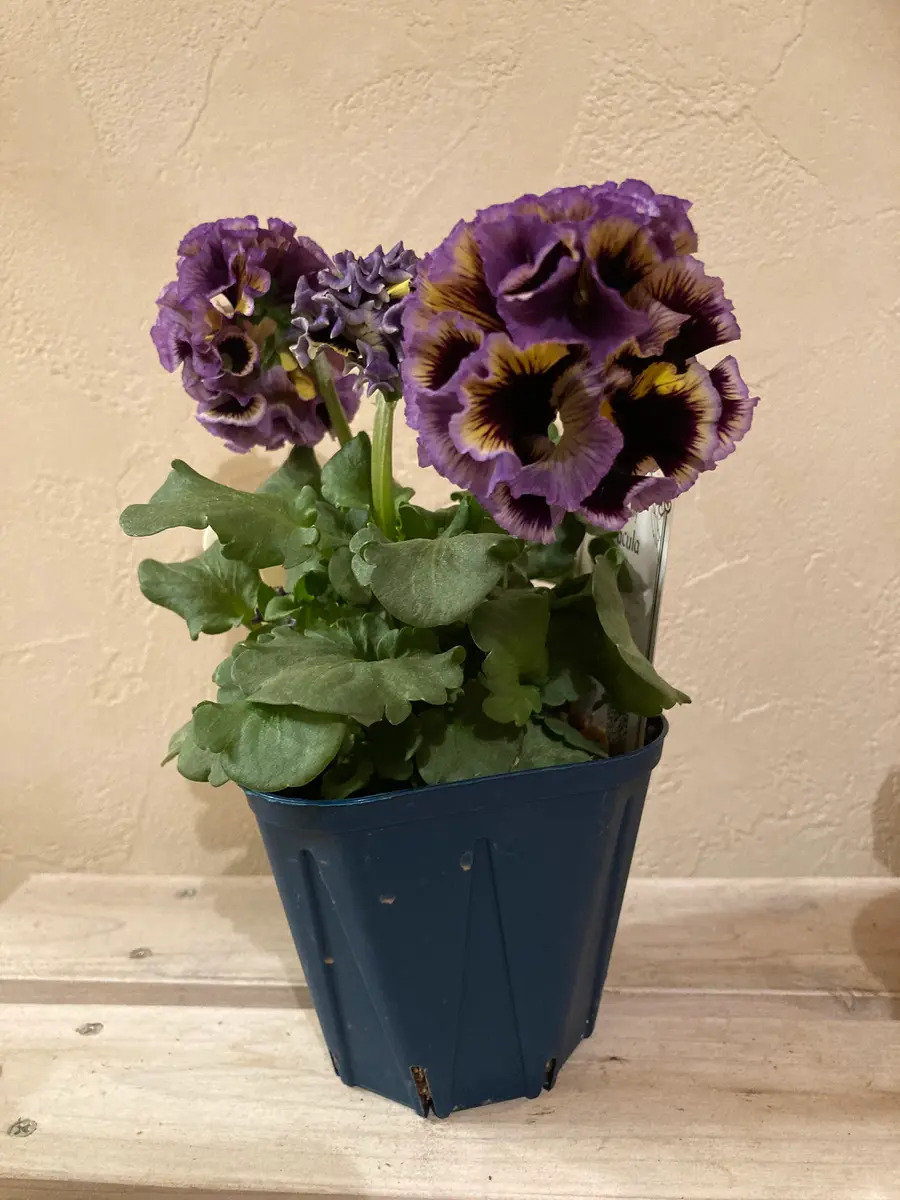 葉牡丹のギャザリングリース😆🎶💕｜園芸日記byマリオ｜みんなの趣味の