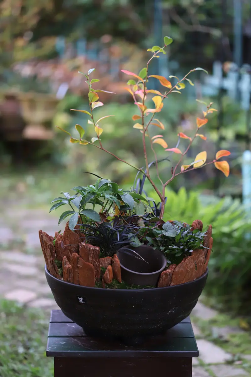 何年たっても植え替えない、クリスマスローズとブルーベリーの