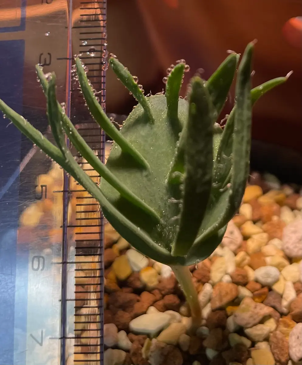 エリオスペルマム　アルキコルネ エリオスペルマム アルキコルネ Eriospermum alcicorne Type-VDV EQ305