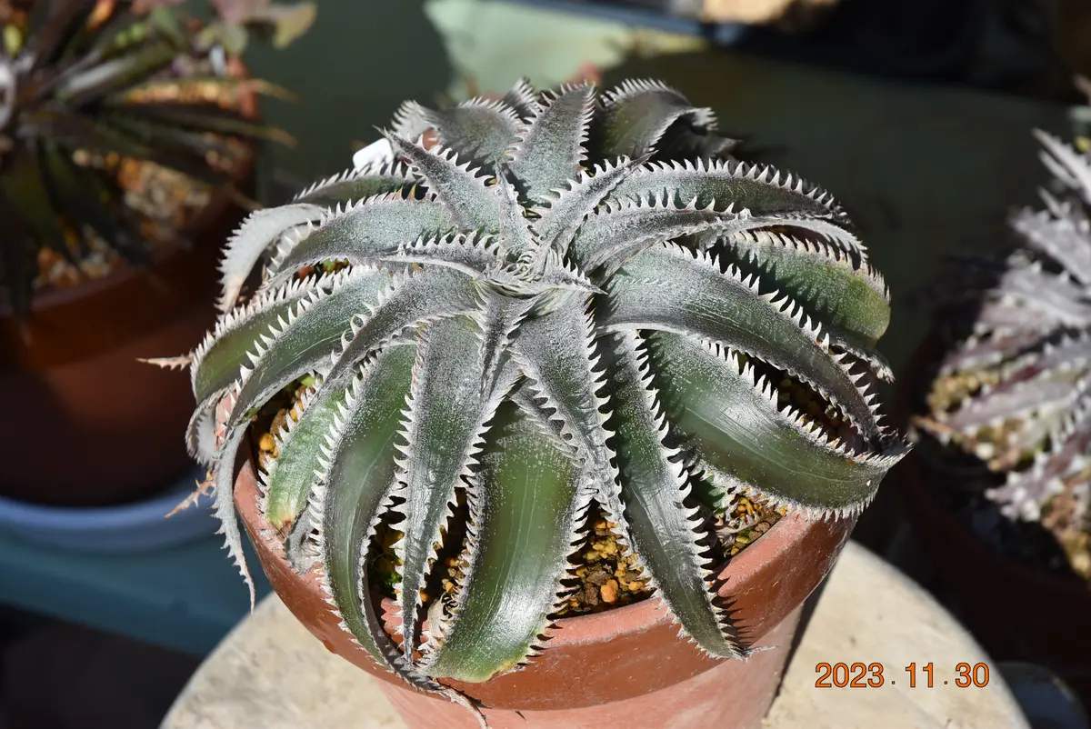 多肉植物　ディッキア　30株ちょっとセット 多肉植物 ディッキア 30株ちょっとセット