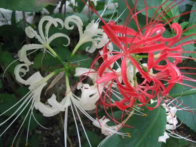 クサボタンが咲いた！｜園芸日記by梢｜みんなの趣味の園芸｜114601