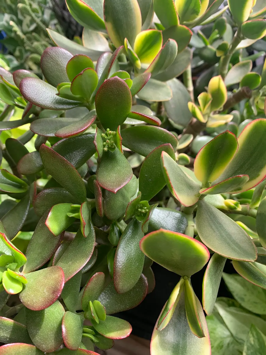 金のなる木 大鉢 高さ約1m20㎝以上 ☆蕾があり花が咲きます♪