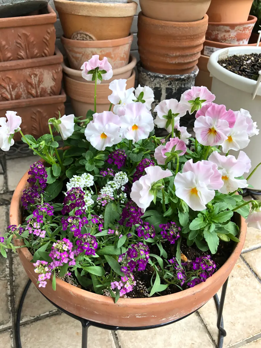 パンジーとスイートアリッサムの寄せ植え｜園芸日記byクレマチーヌ