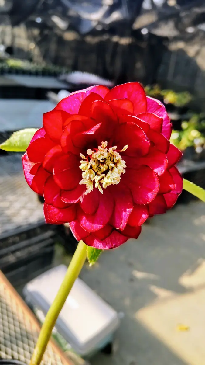 キラメキ 今シーズンの始まり｜園芸日記byさいちぇん｜みんなの趣味の