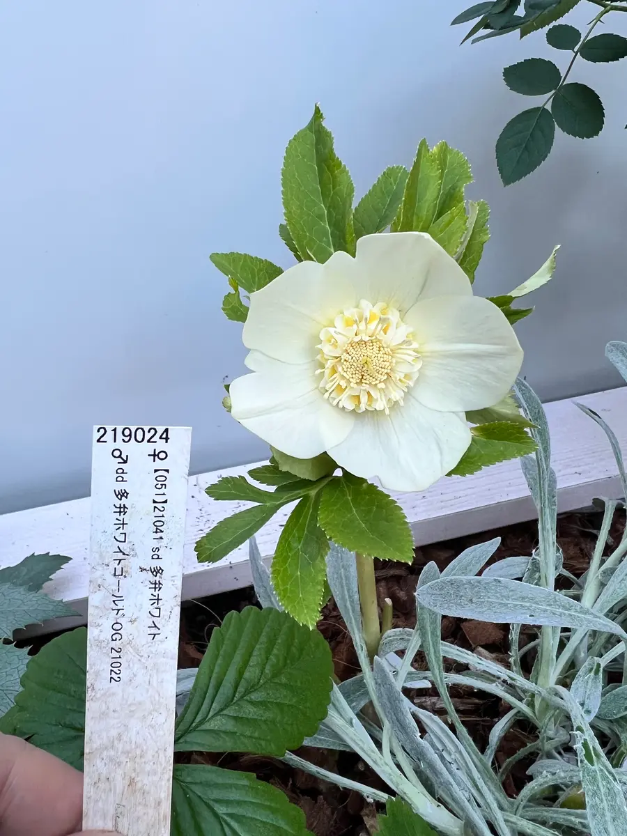 お久しぶりです！加藤農園さんに行ってきました^^！｜園芸日記bynana