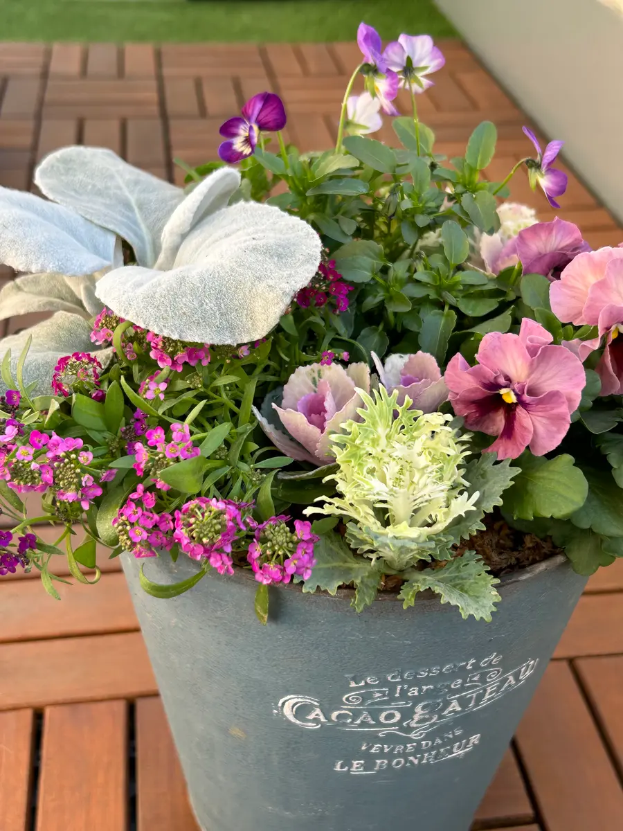 フリル咲きパンジー〟の寄せ植え♪｜園芸日記bymocomaru｜みんなの趣味