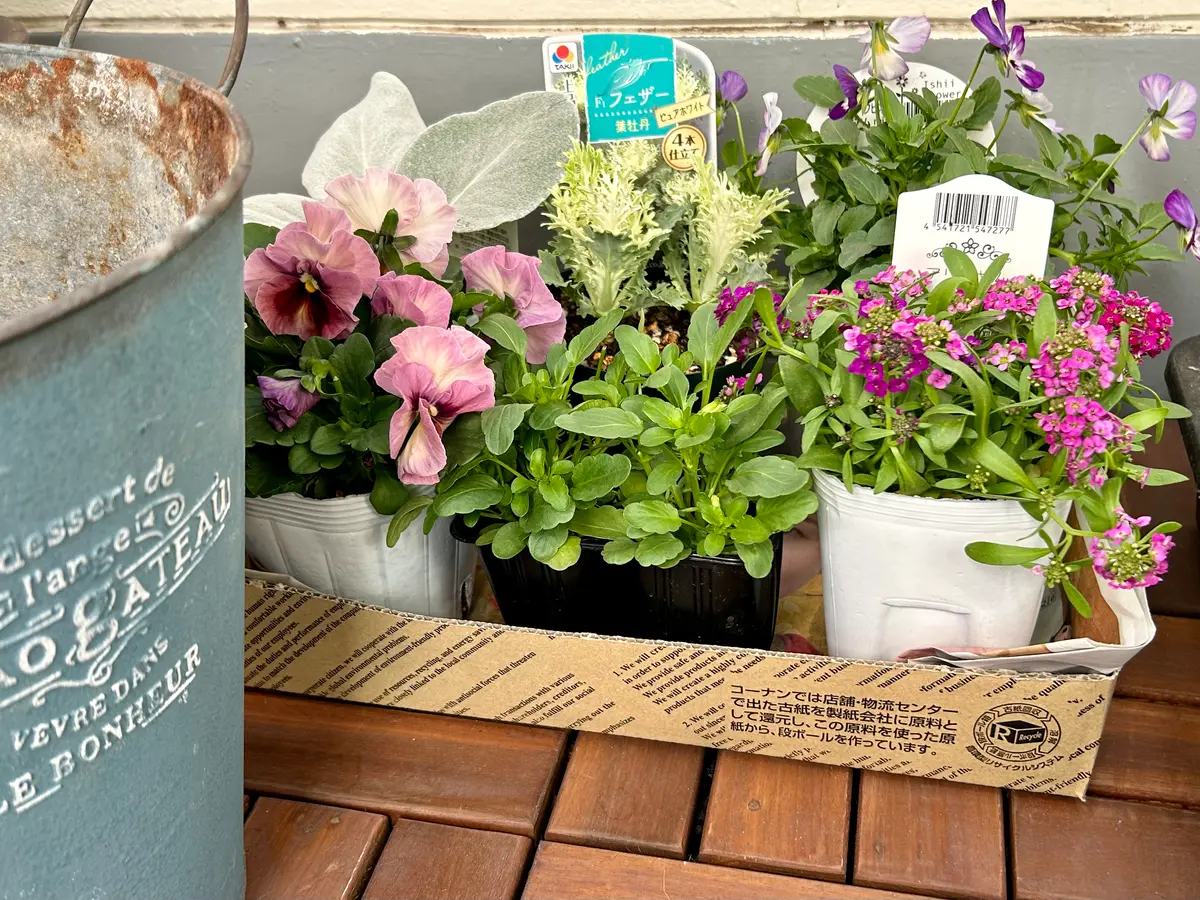 フリル咲きパンジー〟の寄せ植え♪｜園芸日記bymocomaru｜みんなの趣味