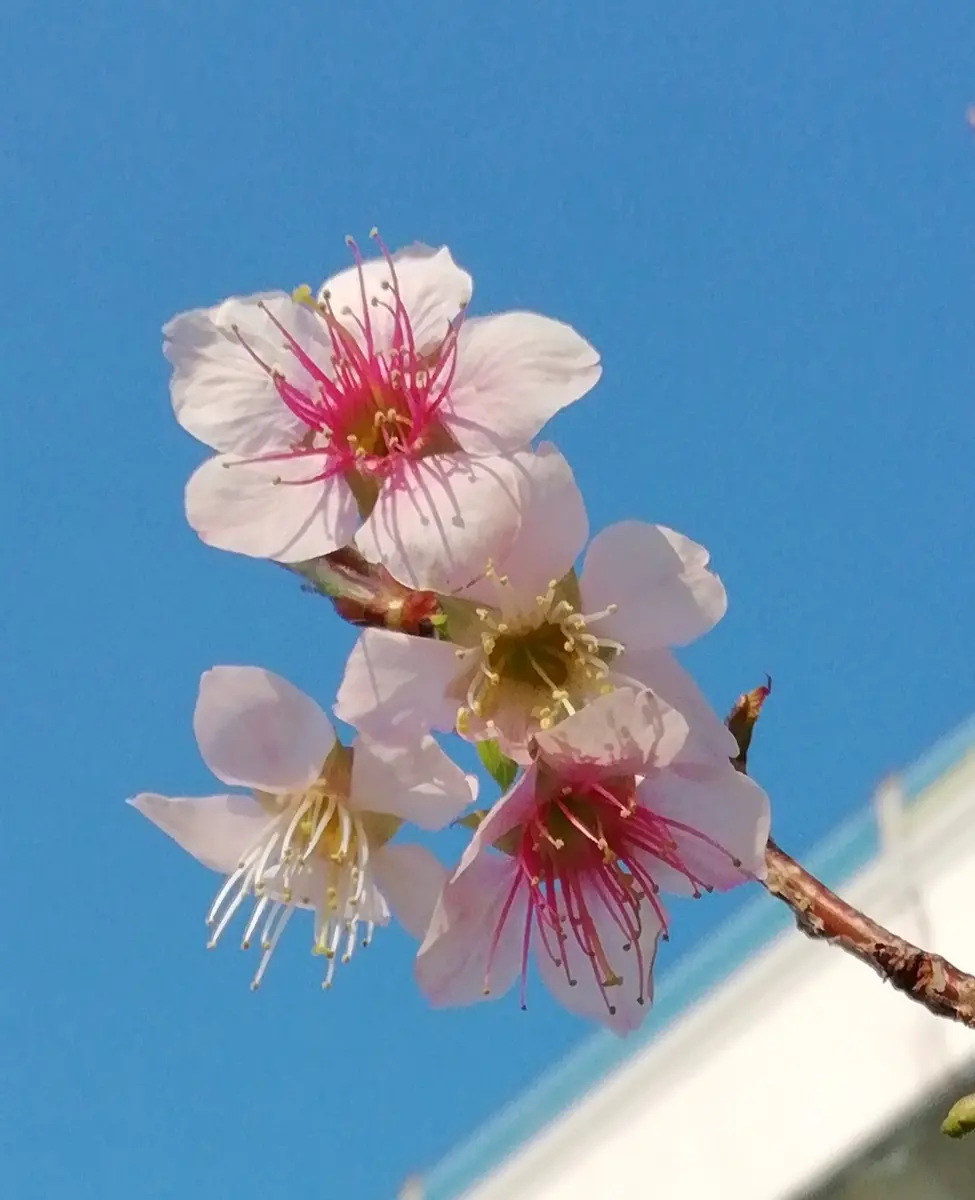 ヒマラヤさくら｜園芸日記by三日月｜みんなの趣味の園芸｜1146976