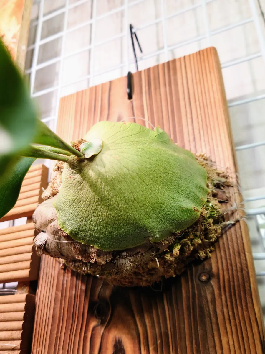 スーパーセール 50％（福袋 札落ちビカクシダさん、水苔を覆い始める。｜園芸日記 ビカクシダ