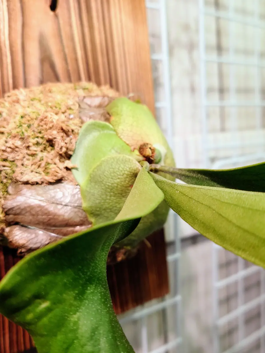 札落ちビカクシダさん、水苔を覆い始める。|園芸日記 札落ちビカクシダさん、水苔を覆い始める。|園芸日記