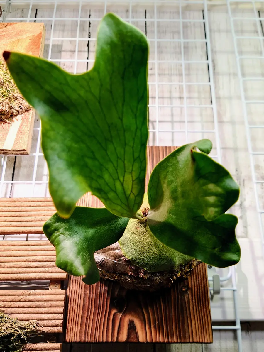 札落ちビカクシダさん、水苔を覆い始める。|園芸日記 札落ちビカクシダさん、水苔を覆い始める。|園芸日記