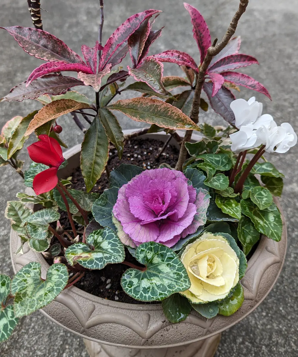 お正月寄せ植え｜園芸日記byかおりん｜みんなの趣味の園芸｜1147624