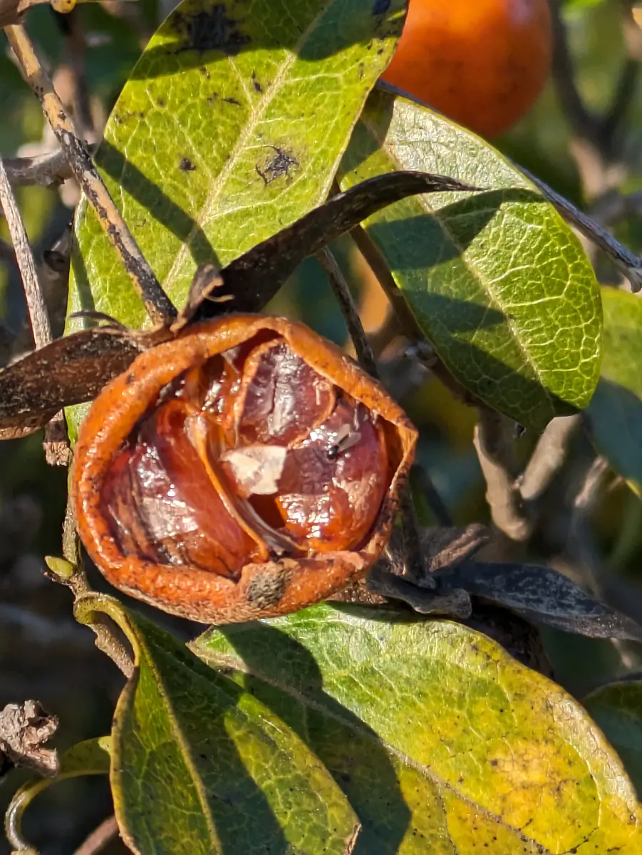 柿の葉皿10客 柿の葉皿10客 - メルカリ