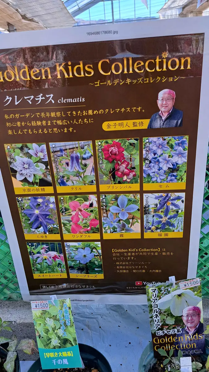 矢車草4月｜園芸日記byヒラリラン｜みんなの趣味の園芸｜1069378