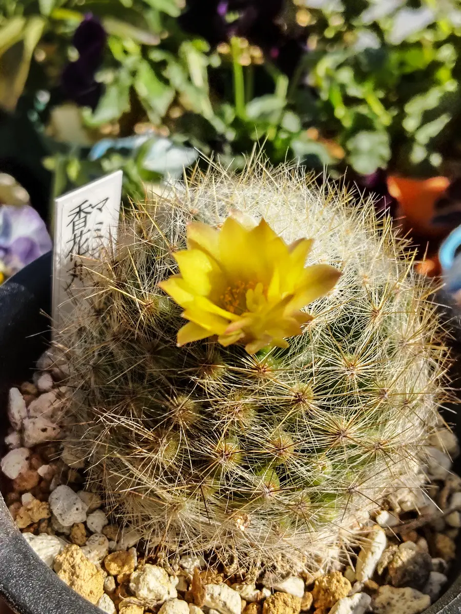 サボテンの花🌵｜園芸日記byアザラシ大好き｜みんなの趣味の園芸