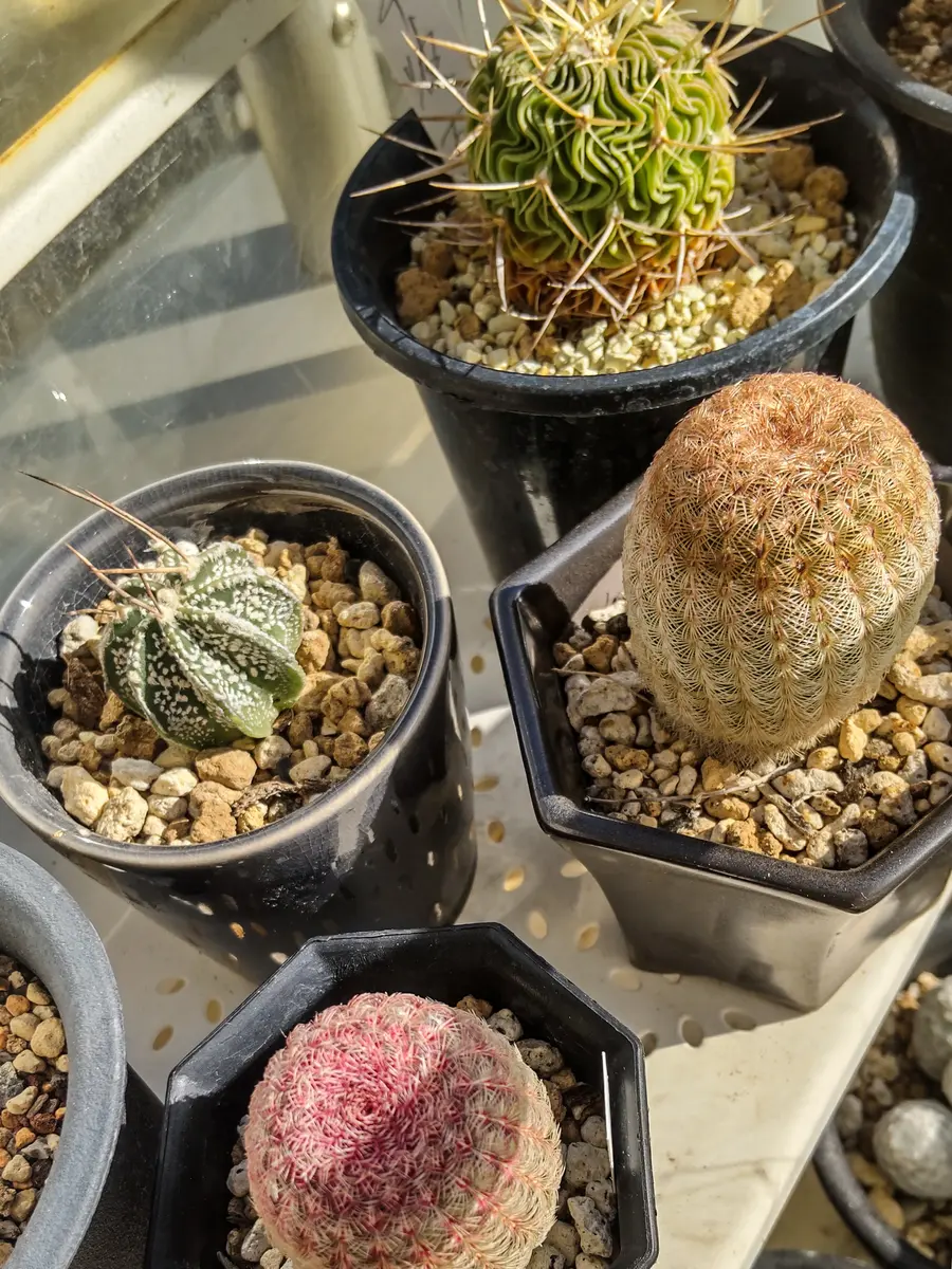サボテンの花🌵｜園芸日記byアザラシ大好き｜みんなの趣味の園芸