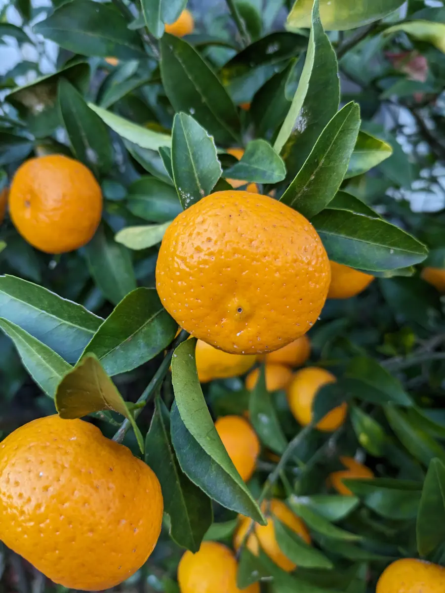 かわいい新作 小みかん 🍊｜園芸日記byドブたぬきの 福来(ふくれ)みかん 🍊 果物