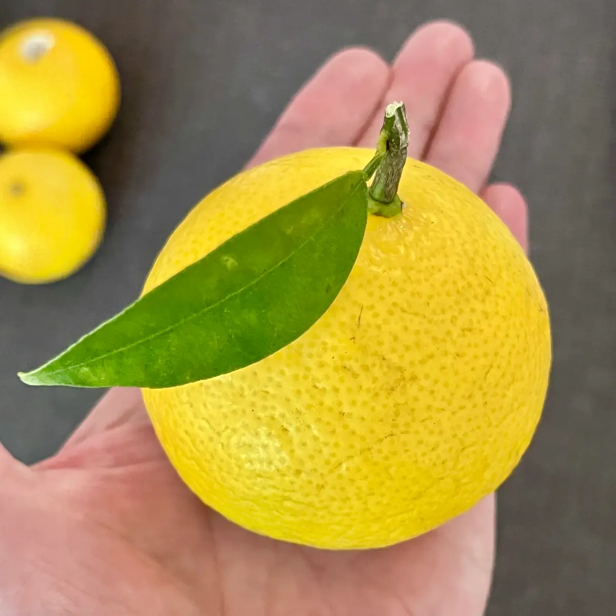 湘南ゴールド🍊｜園芸日記bymasaさん｜みんなの趣味の園芸｜1148501
