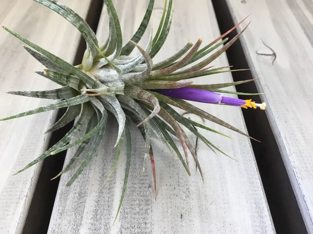 TillandsiaIonanthaZebrina チランジア イオナンタ ゼブリナ 開花