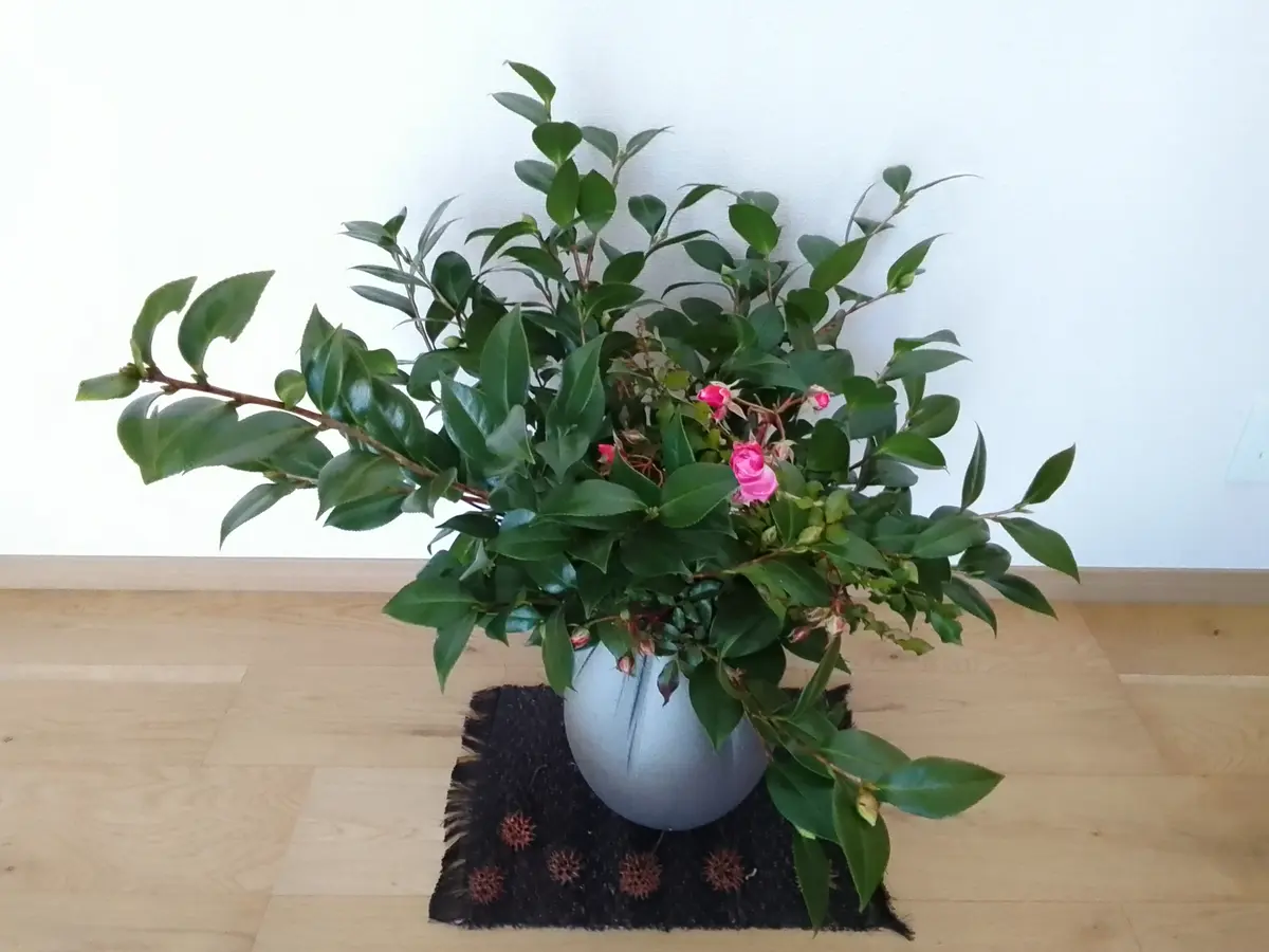 白のバラ(田中 資幸 作) 清楚な白薔薇。｜園芸日記byタウラスゆうき｜みんなの趣味の園芸