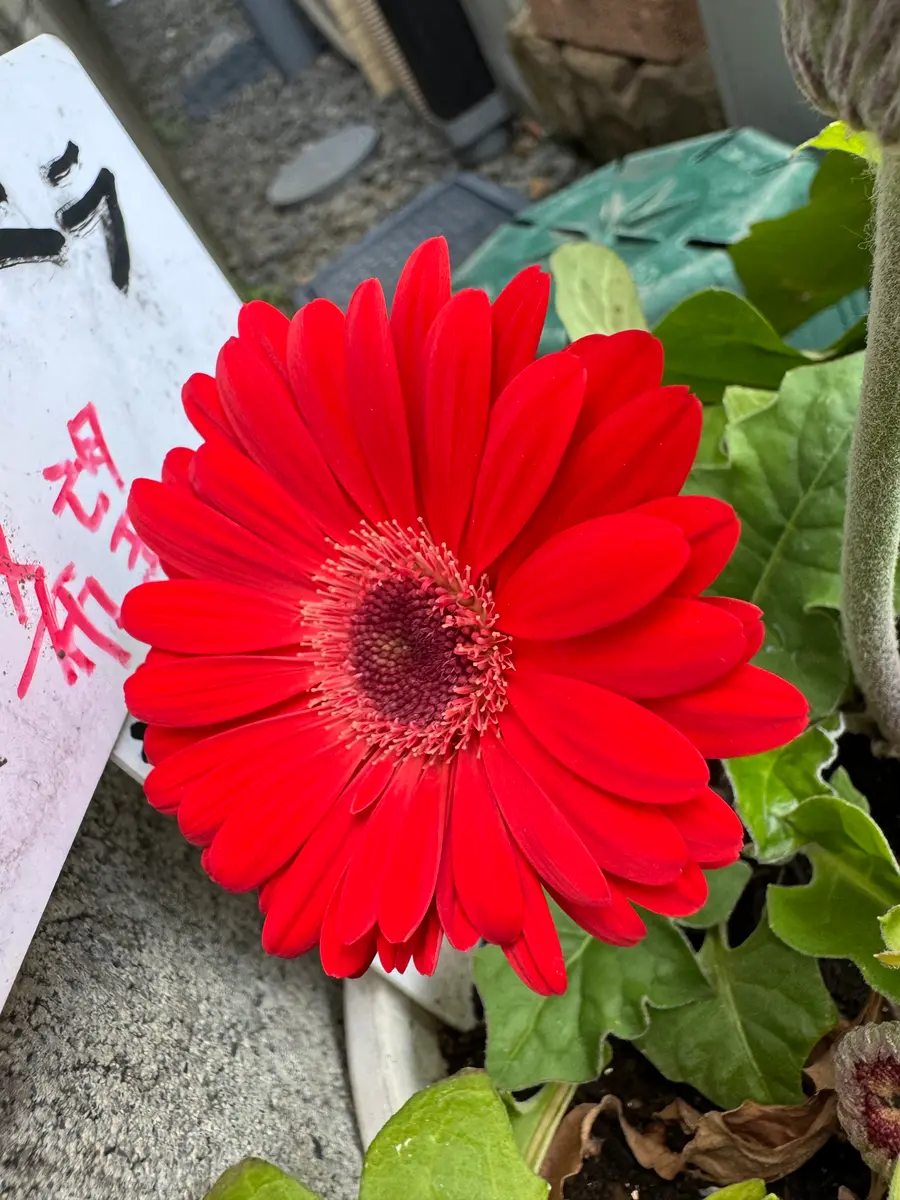 赤がまぶしいガーベラ｜園芸日記byMemoryofHappyRose｜みんなの趣味の