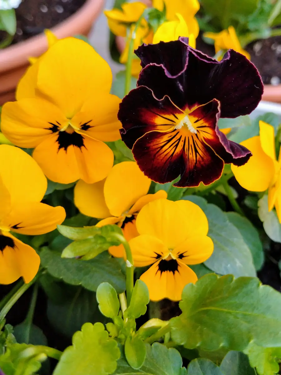 遅くなりましたが、お迎えしました🌼｜園芸日記byぷちハピ｜みんなの