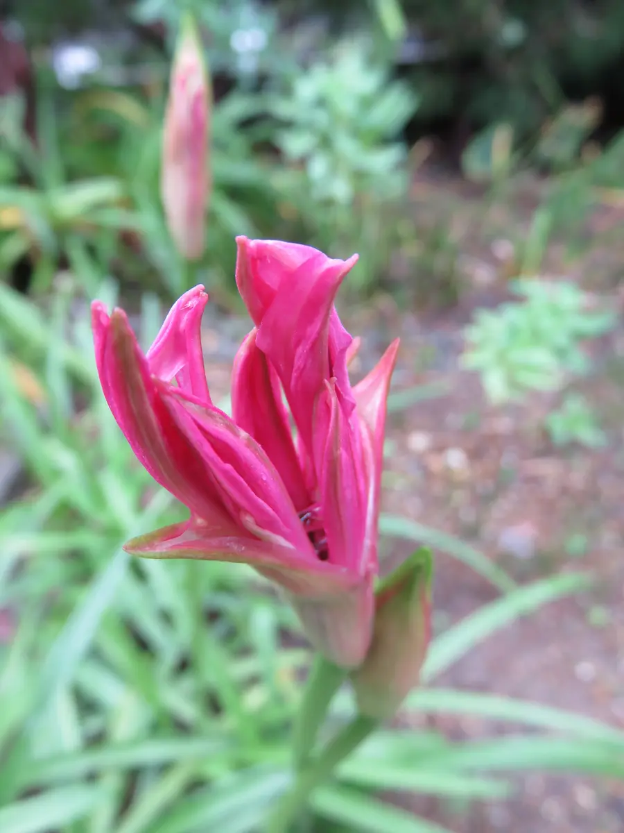 花芽着き苗】 ネリネ 情念（ブラックレッド） ダイヤモンドリリー