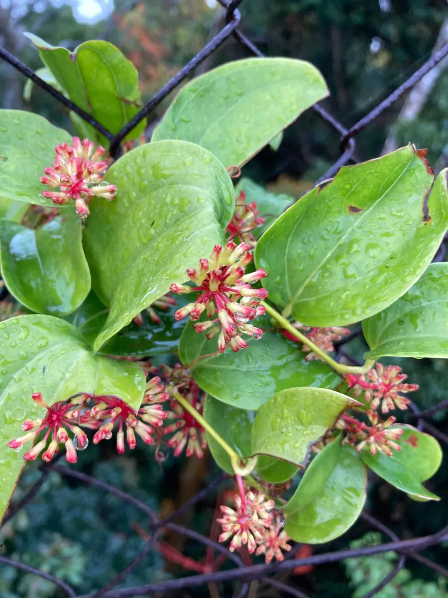 サツマサンキライ or サルトリイバラ｜園芸日記byけもん岳｜みんなの