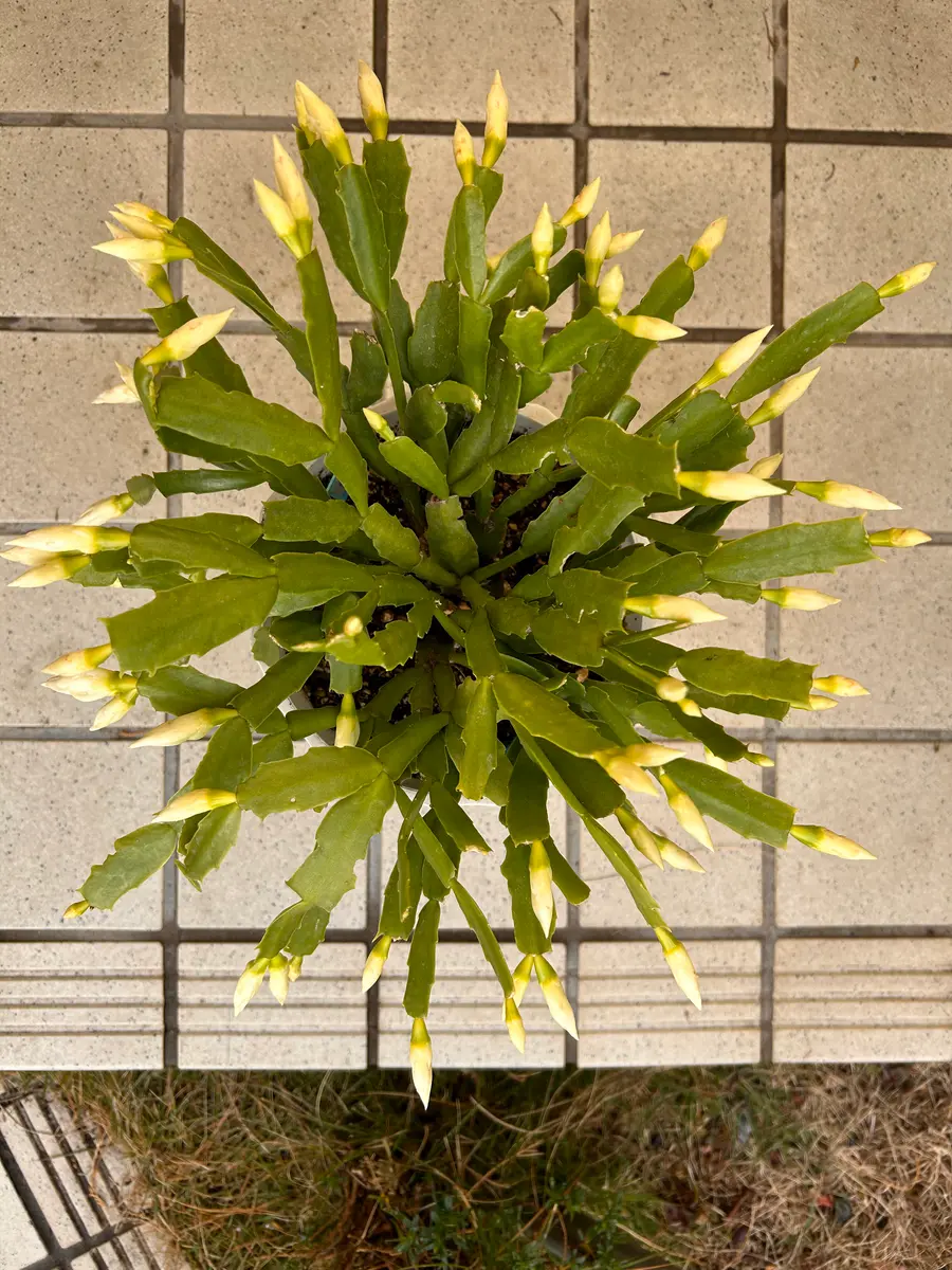 シャコバサボテン｜園芸日記by浦桜｜みんなの趣味の園芸｜1150153