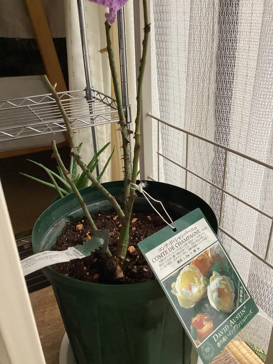 u-12裸 バラの裸苗を鉢植えに｜園芸日記by和と洋｜みんなの趣味の園芸｜1150355