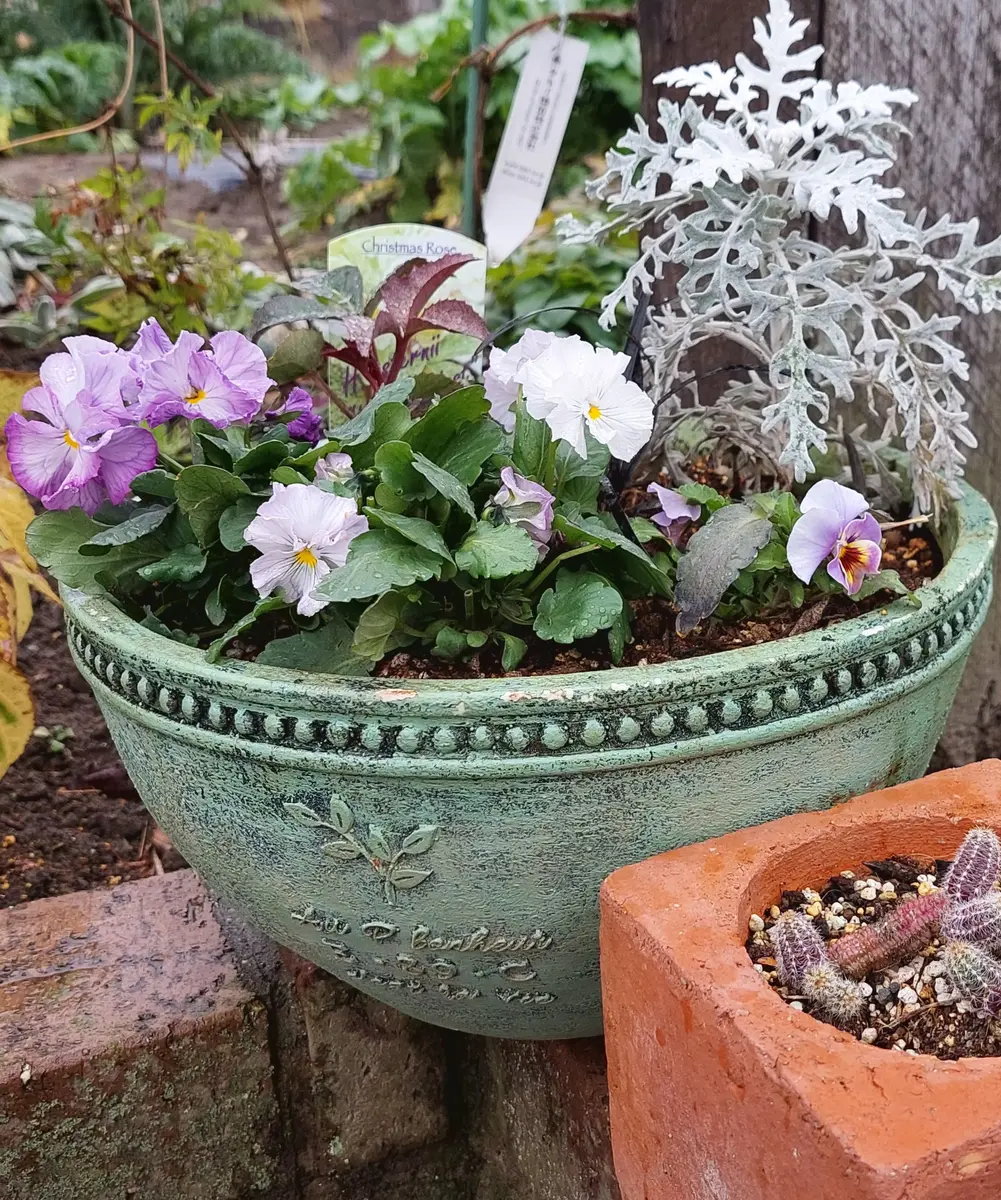 ビオラさんの寄せ植え｜園芸日記bySみん｜みんなの趣味の園芸｜1150539