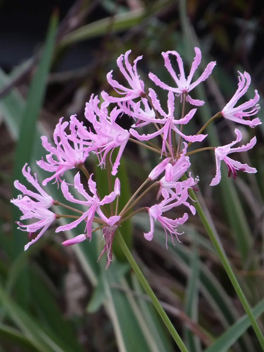 クリスパリリー｜園芸日記byuesugi｜みんなの趣味の園芸｜1151002