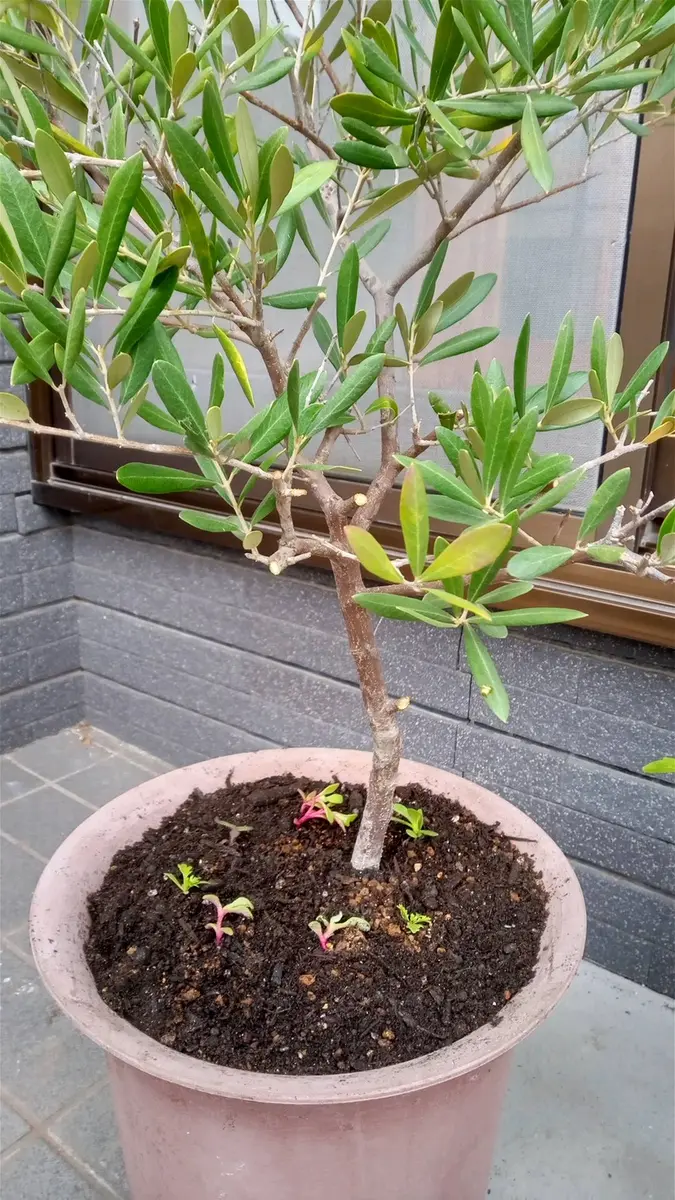 苗ご相談ページ 木の鉢に苗を植える。｜園芸日記bymiitatoraneko｜みんなの趣味の園芸